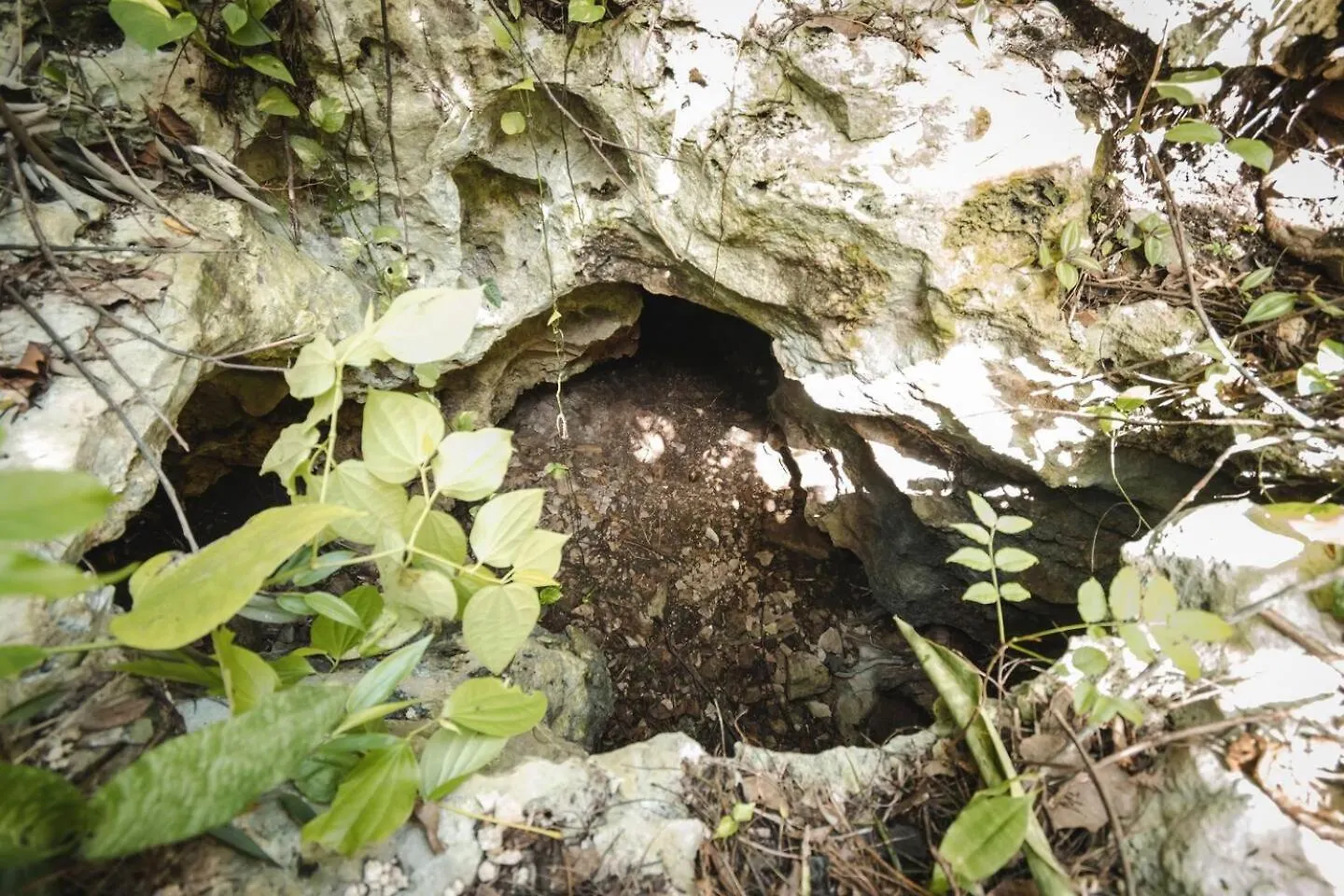 Luksustelt Xcaret Monkeys And Nature Stay Playa del Carmen