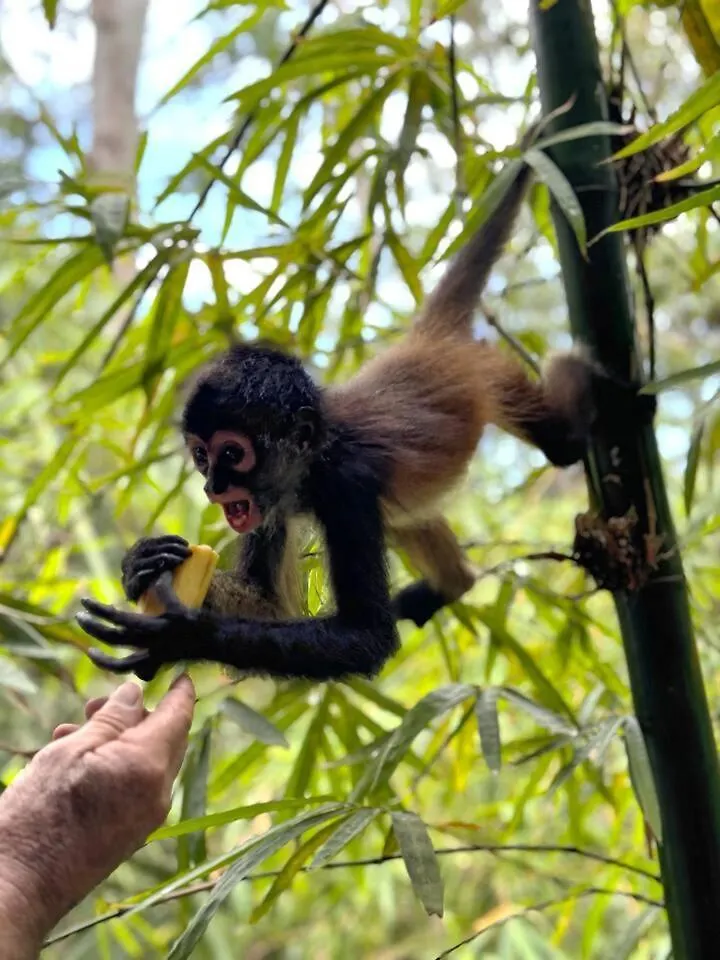 Luxury tent Xcaret Monkeys And Nature Stay Playa del Carmen